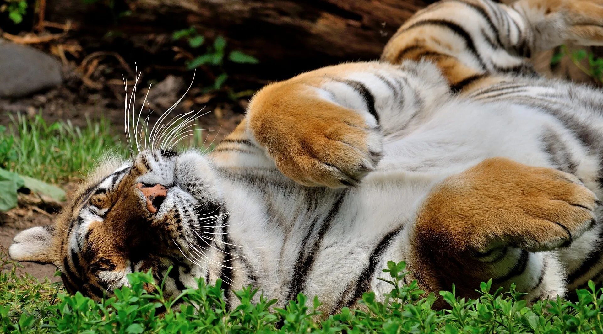 21 animal. Отдыхающий тигр. Тигр отдыхает. Тигрята фото. Тигрица отдыхает.