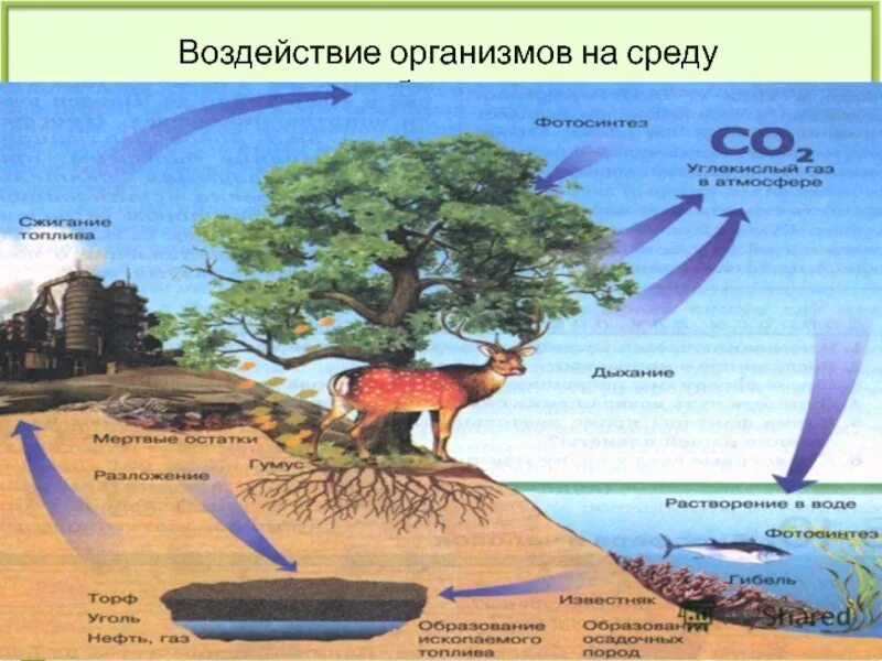 Структура среды обитания. Пути воздействия организмов на среду обитания. влияние организмов на среду обитания. воздействие живых организмов на среду обитания. воздействие среды на организм.