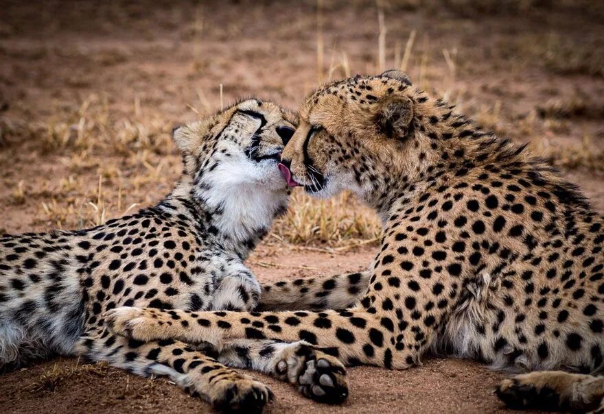 Animal couple. Животные любовь. Красивые животные. Нежность животные. Животные парочки.