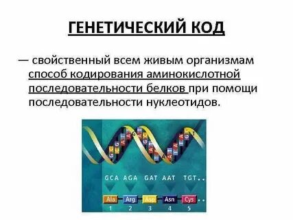 Ген кодирует информацию о структуре молекулы аминокислоты