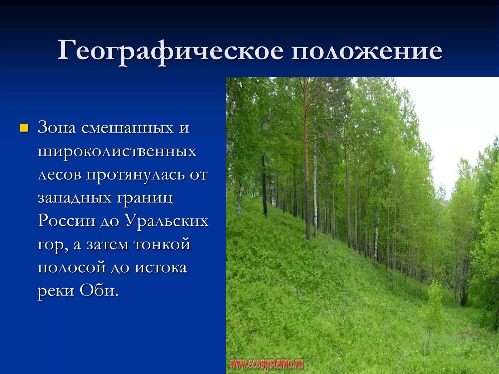 Природная зона тайги и смешанных лесов. Природные зоны России смешанные и широколиственные леса. Смешанные и широколиственные леса ГП. Географическое положение смешанных и широколиственных лесов. Смешанные и широколиственные леса географическое положение.