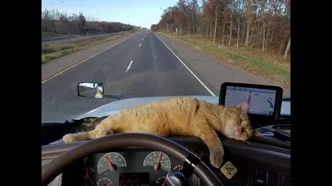 Кот ев дальнобойщик