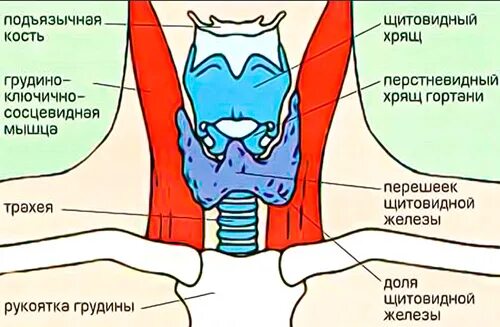 щитовидная железа анатомия пирамидальная доля. щитовидная железа перешеек увеличен. щитовидная железа перешеек увеличен. меддиагностика южно-сахалинск официальный сайт. щитовидная железа перешеек увеличен.