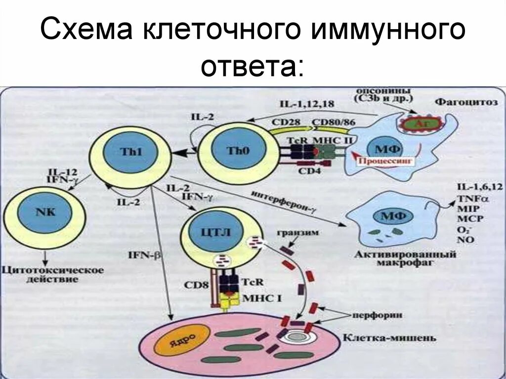 Развитие иммунного ответа