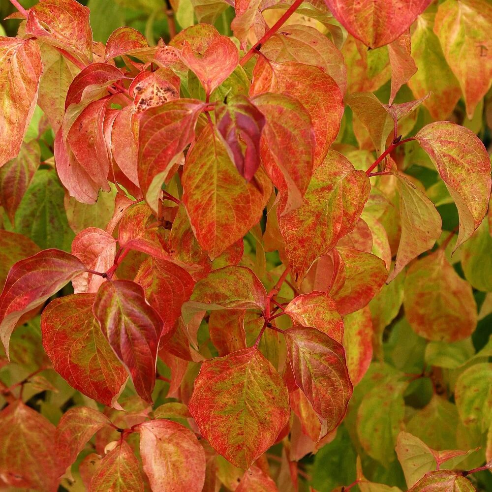 Дерен красный Мэджик Флэйм. Дерен красный Cornus sanguinea. Дерен кроваво-красный Magic Flame. Дерен кроваво-красный (Cornus sanguinea). Дерен красный купить