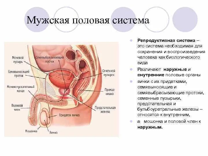 Половые органы строение функции. Строение мужской репродуктивной системы анатомия. Наружные мужские пол органы строение и функции. Мужская половая/система анатомия строение. Схема строения мужской репродуктивной системы.
