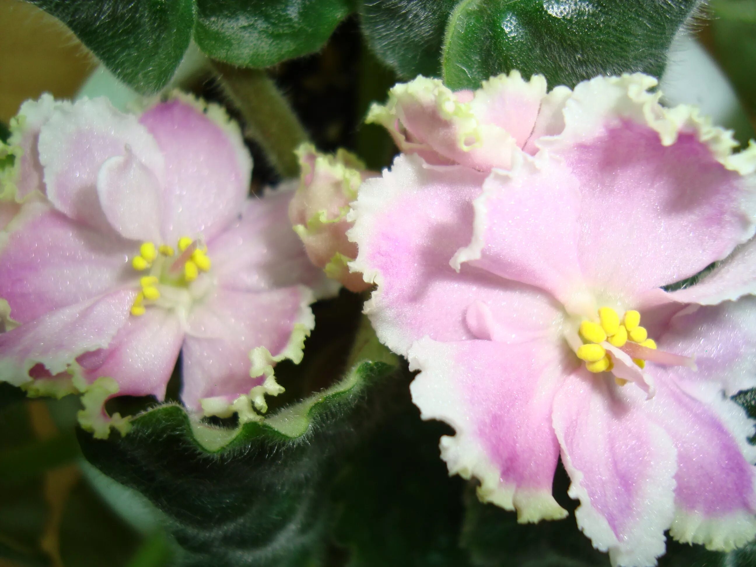 Сорт фиалки зима улыбается. Фиалка зима. Зима улыбается (макуни) фиалка макуни. Сенполия сорт зима улыбается. Коломбина макуни фиалка.