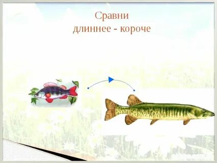 Они были длиннее