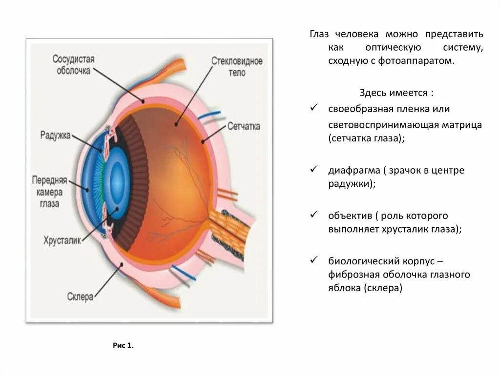 Строение глаза задание. Глаз человека строение анатомия и физиология. Зрение строение глаза. Строение глаза физиология. Строение глазного органа.