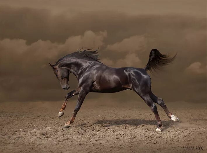 Арабская чистокровная лошадь бег. Арабская лошадь. Конь в движении. Арабская лошадь в движении.
