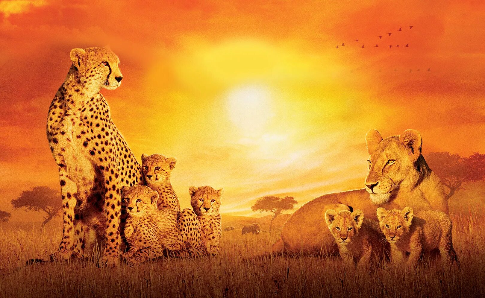 Фильм африканские кошки королевство смелых. Лев фильм. Африканские кошки королевство. Фильмы про львов. Африканские кошки королевство смелых.