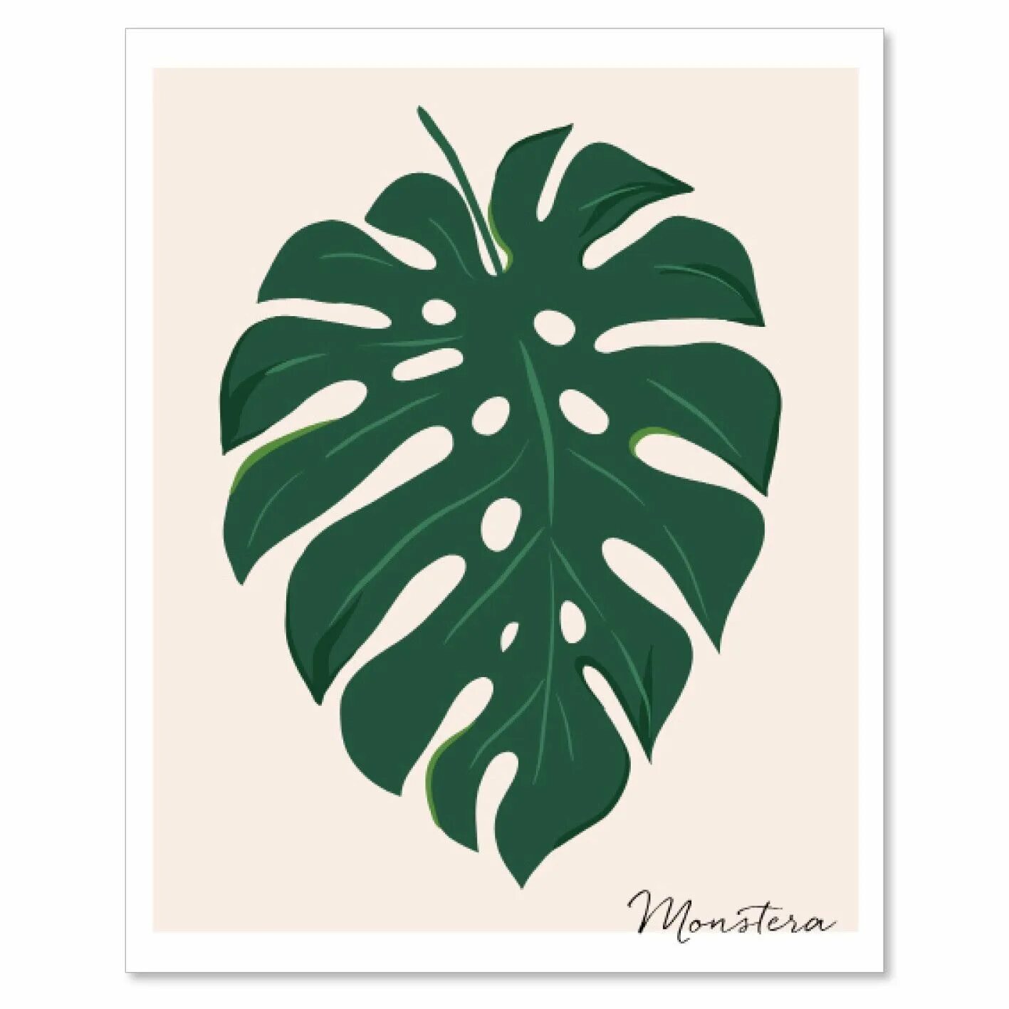 Монстера край листа. Монстера Дюбуа. Monstera Leaf контур. Монстера пунктулата (Monstera punctulata). Монстера трафарет.