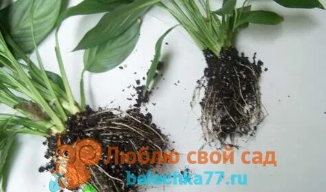 Как разделить спатифиллум