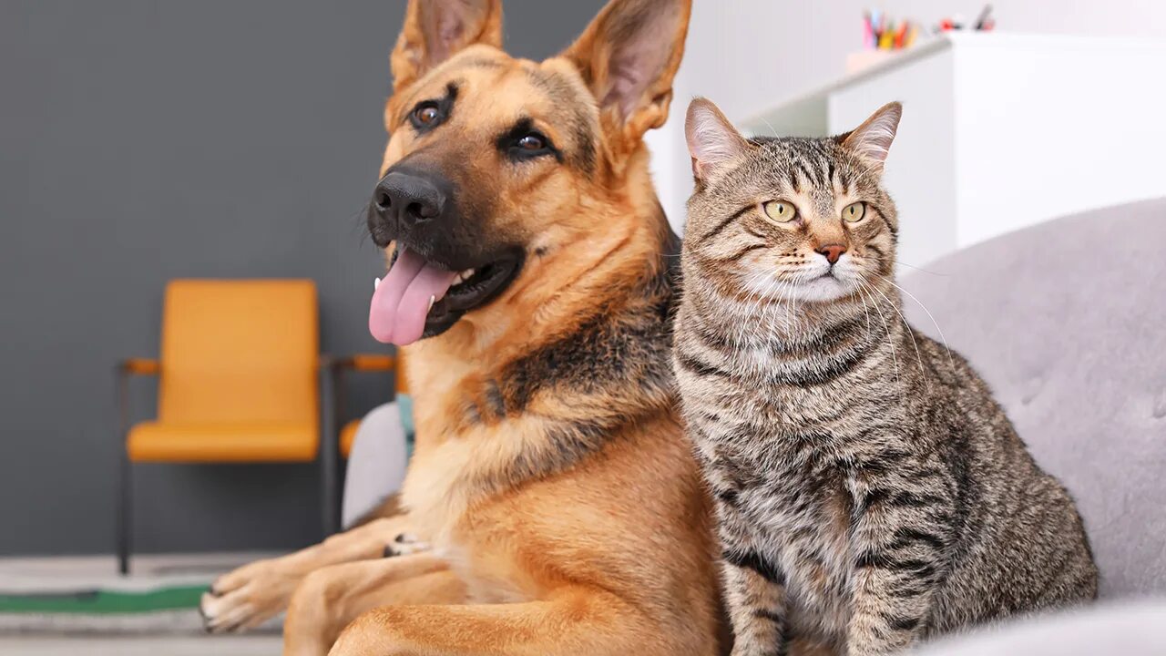 Good pets than dogs. Кошки и собаки. Картинки кошек и собак. Красивые собаки и кошки. Дом животные.