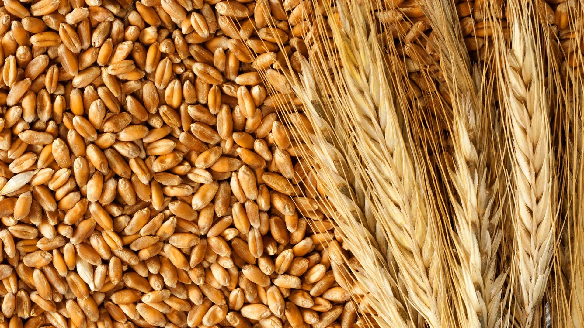 Что такое тритикале. Тритикале зерно. Тритикале на корм. Пшеница тритикале. Пшеница 3 класс.
