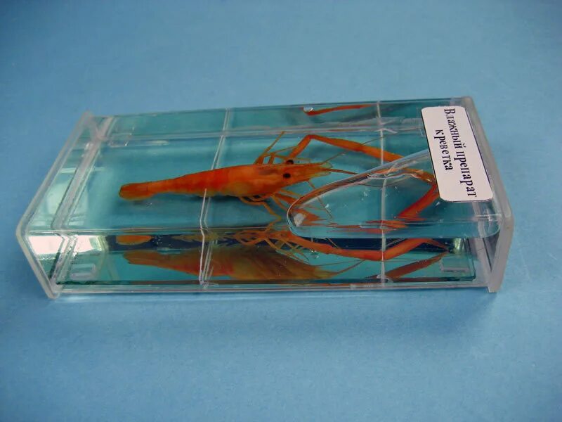 Влажный препарат "внутреннее строение лягушки". Влажный препарат рыбы. Влажный препарат тритон. Влажный препарат внутреннее строение рыбы. Влажный препарат "развитие костистой рыбы".