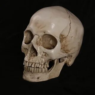 Черепная коробка
