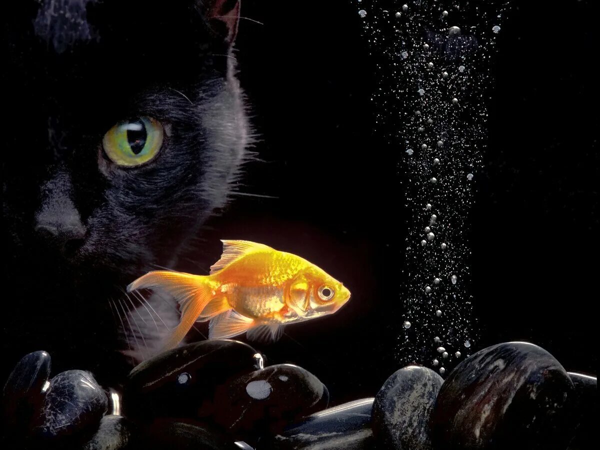 Кот и рыбка в аквариуме. Рыбка для кошки. Аквариум с кошкой. Кот золотой рыбки. Кот с рыбой.