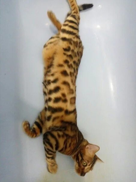 Купить кошку в кирове. Бенгальская кошка 9 месяцев. Стрижка бенгала. Бенгалы рыжие мелкое пятно. Бенгалы фото домашнее селфи.