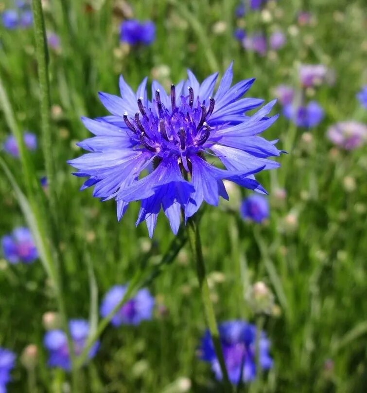 Е василек. Василек полевой Centaurea cyanus. Василек синий Centaurea cyanus l.. Василёк синий (centaureacyanus). Василек махровый Centaurea cyanus.