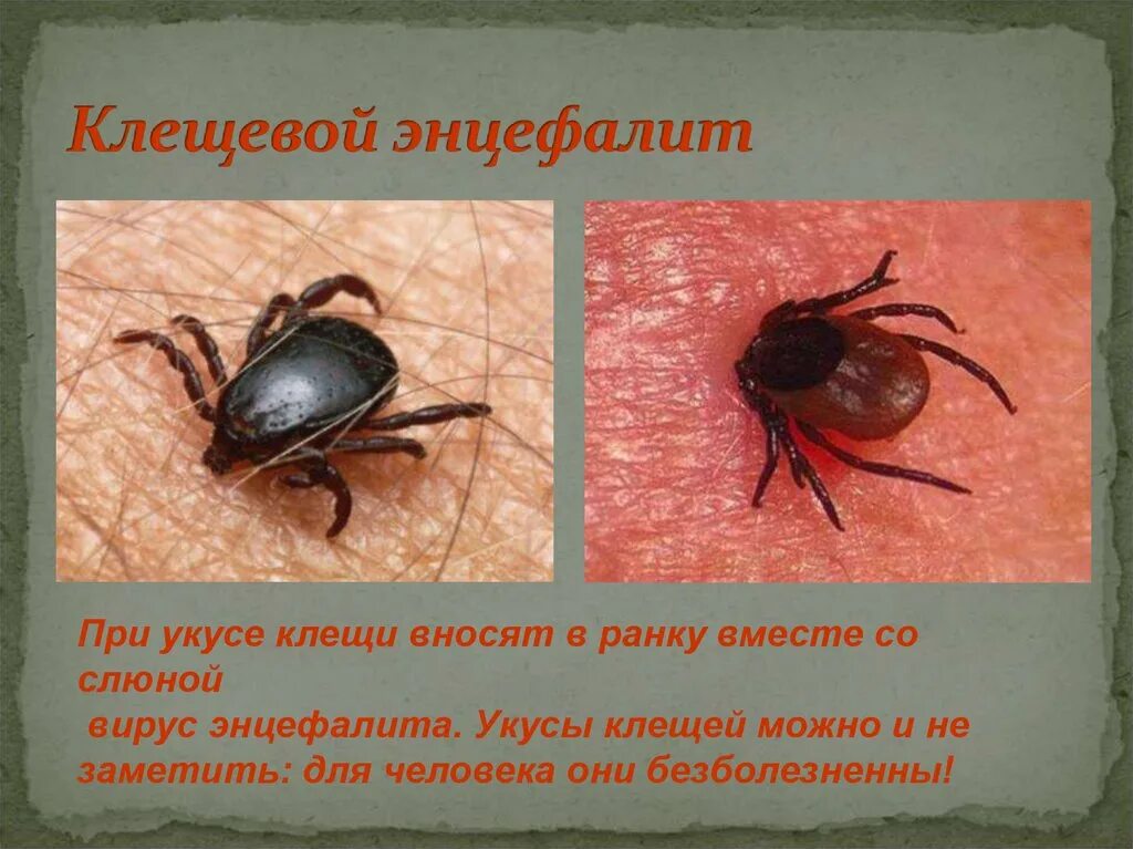 Как выглядит энцефалитный. Как выглядит энцефалитный клещ.