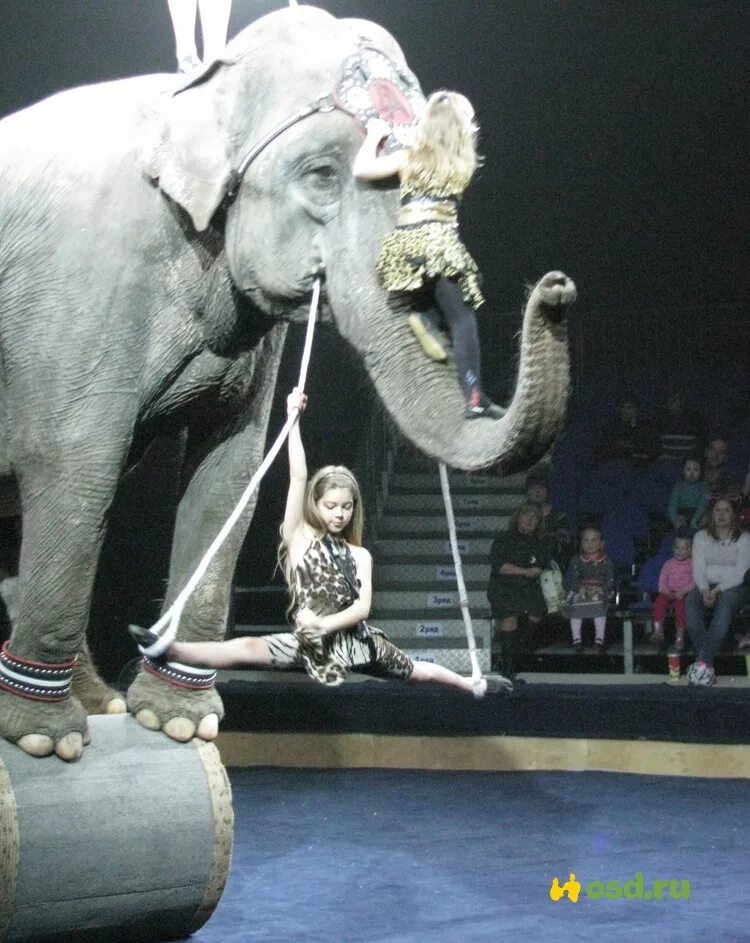 Девочка и слон цирк кисловодск. Цирк со слонами. Цирк огромных зверей.