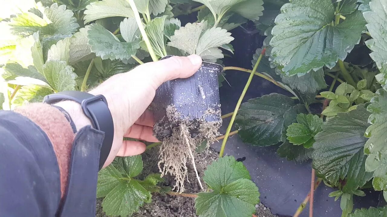 Рассада земляники ремонтантной. Клубника ремонтантная рассада. Рассада клубники видео. Клубника с закрытой корневой системой. Рассада клубники видео.