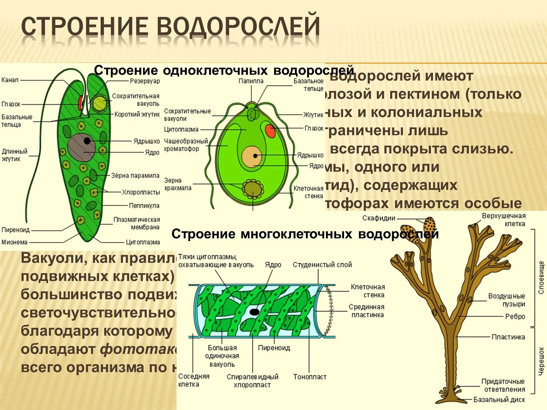 Строение водорослей 5. Клетки водорослей биология 6 класс. Строение одноклеточных водорослей 3 класс. Строение многоклеточных зеленых водорослей. Строение многоклеточных зеленых водорослей 5 класс.