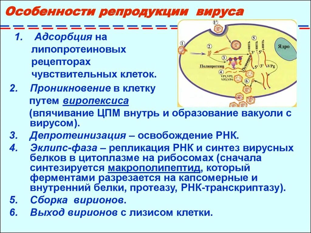 Этапы репродукции вируса схема. Репродукция вируса гепатита в. Перечислить стадии репродукции вирусов. Адсорбция вируса