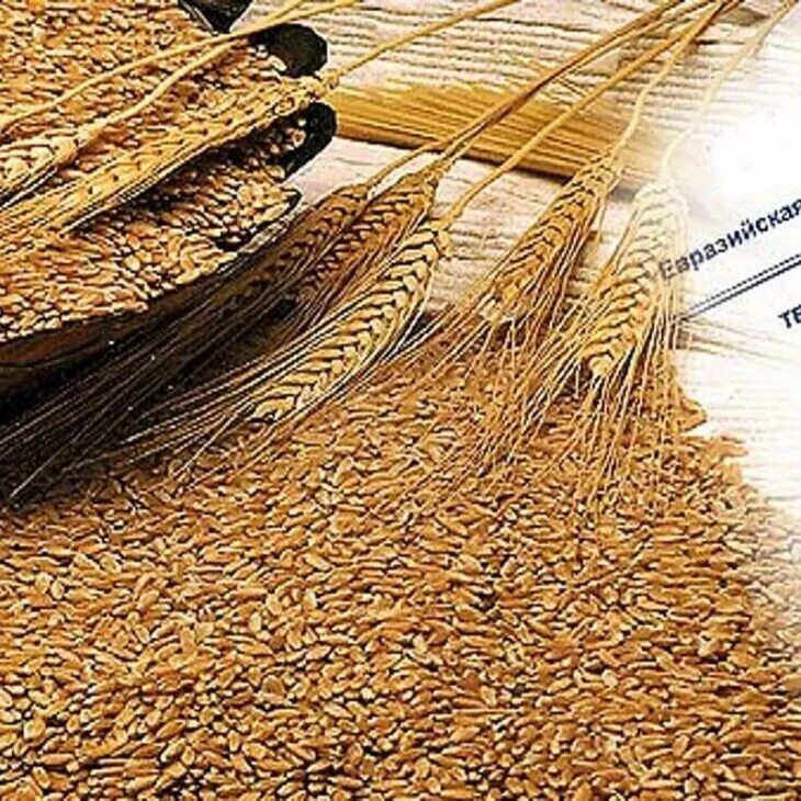 Качество и безопасность зерна. Безопасность зерна. Транспортировка зерна. Пшеница зерно Россия. Оплата зерном.