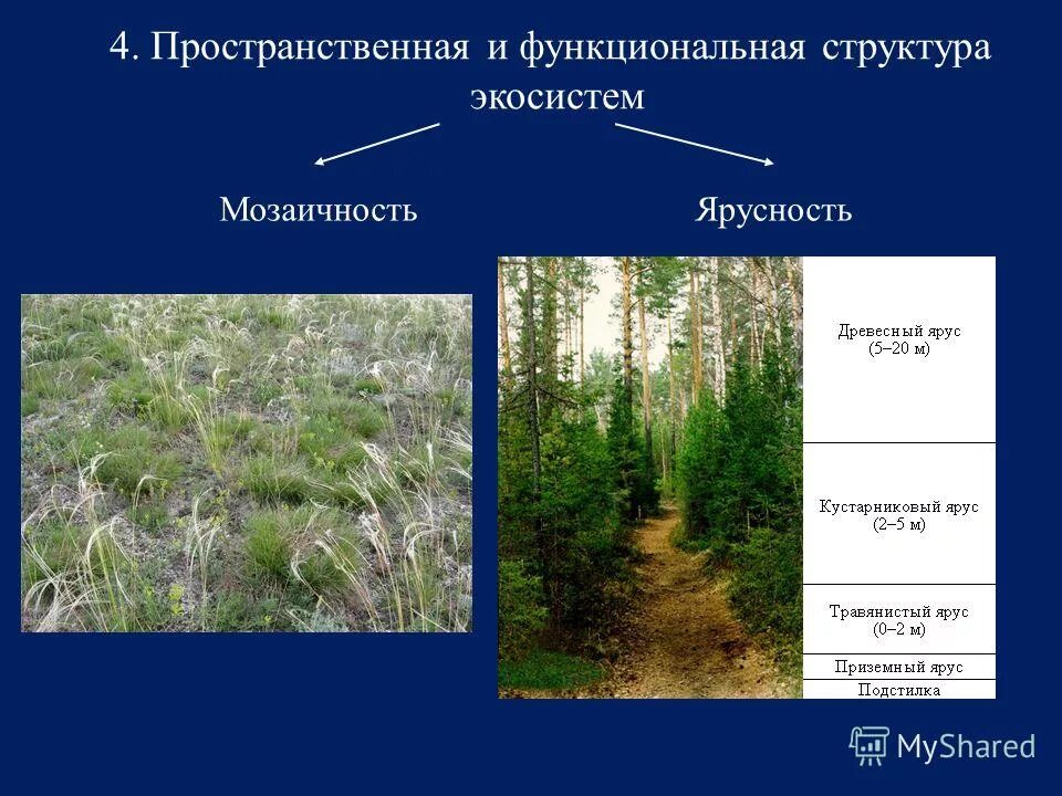 Пространственная структура биоценоза мозаичность. Пространственная структура биоценоза ярусность мозаичность. Экосистемы структуры мозаичность. Структура биоценоза ярусность. Каком природном сообществе наибольшее число надземных ярусов