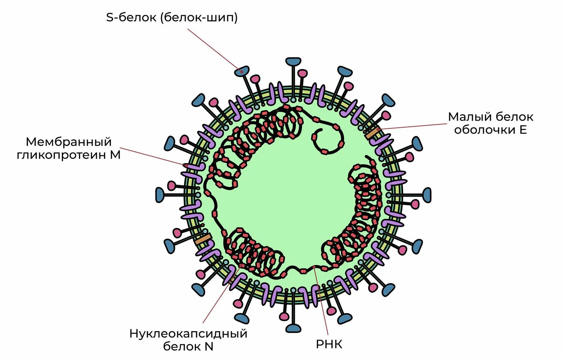 Коронавирусструктура вирус. Коронавирус строение. Строение вируса SARS-cov-2. Коронавирус строение вириона. Новый коронавирус sars cov