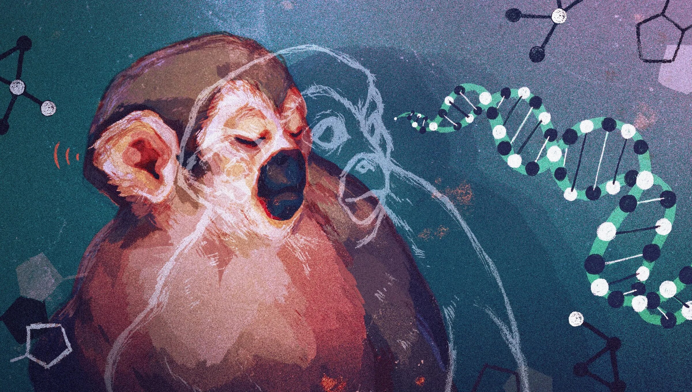 Мозги обезьян есть. Поедание мозга живой обезьяны. обезьянка в мозгу.