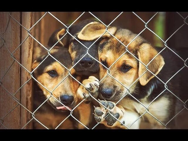 Одеяла для приюта для животных. Приют для собак. приюты для животных в казани. приют для бездомных собак. приют для собак в казани.