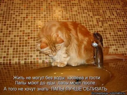 Кот без еды может прожить