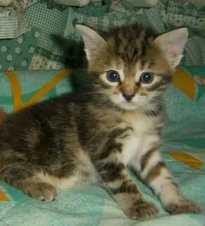 Кличка для полосатого котенка мальчика
