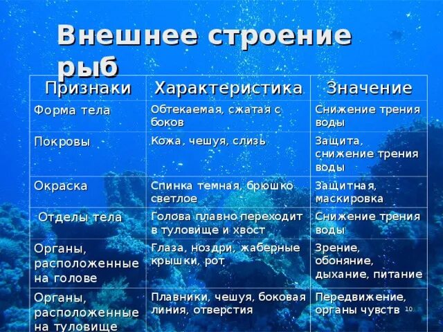 открытый урок по теме "Внешнее и внутреннее строение рыбы"