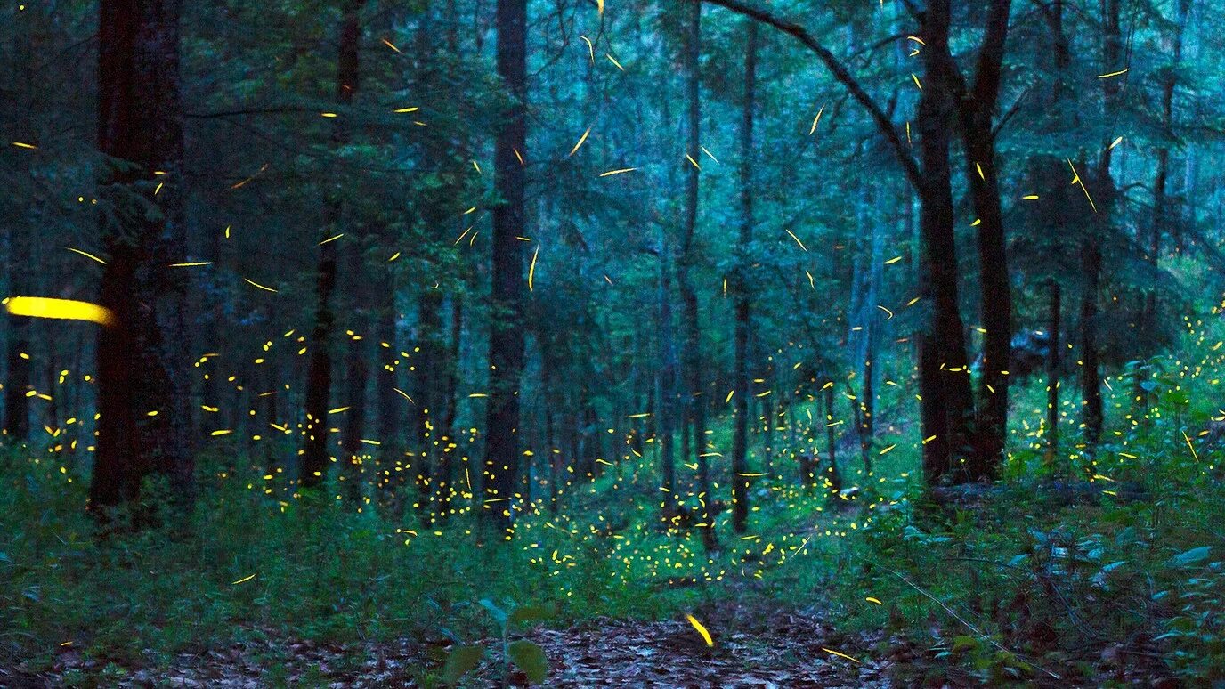 «Ночь в лесу». Светлячки в лесу. Волшебный лес со светлячками. Ночной лес с светлячками. Кроме этих таинственных огоньков в полуверсте ничего