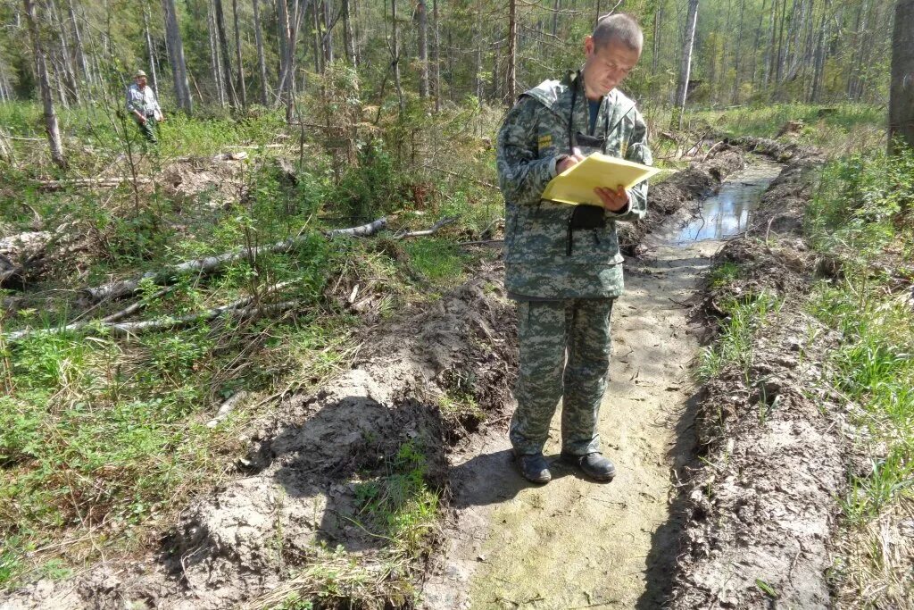Приемка лесных культур. Инженер по лесовосстановлению. Лесные культуры. Инвентаризация лесных культур. Оценка качества лесных культур.