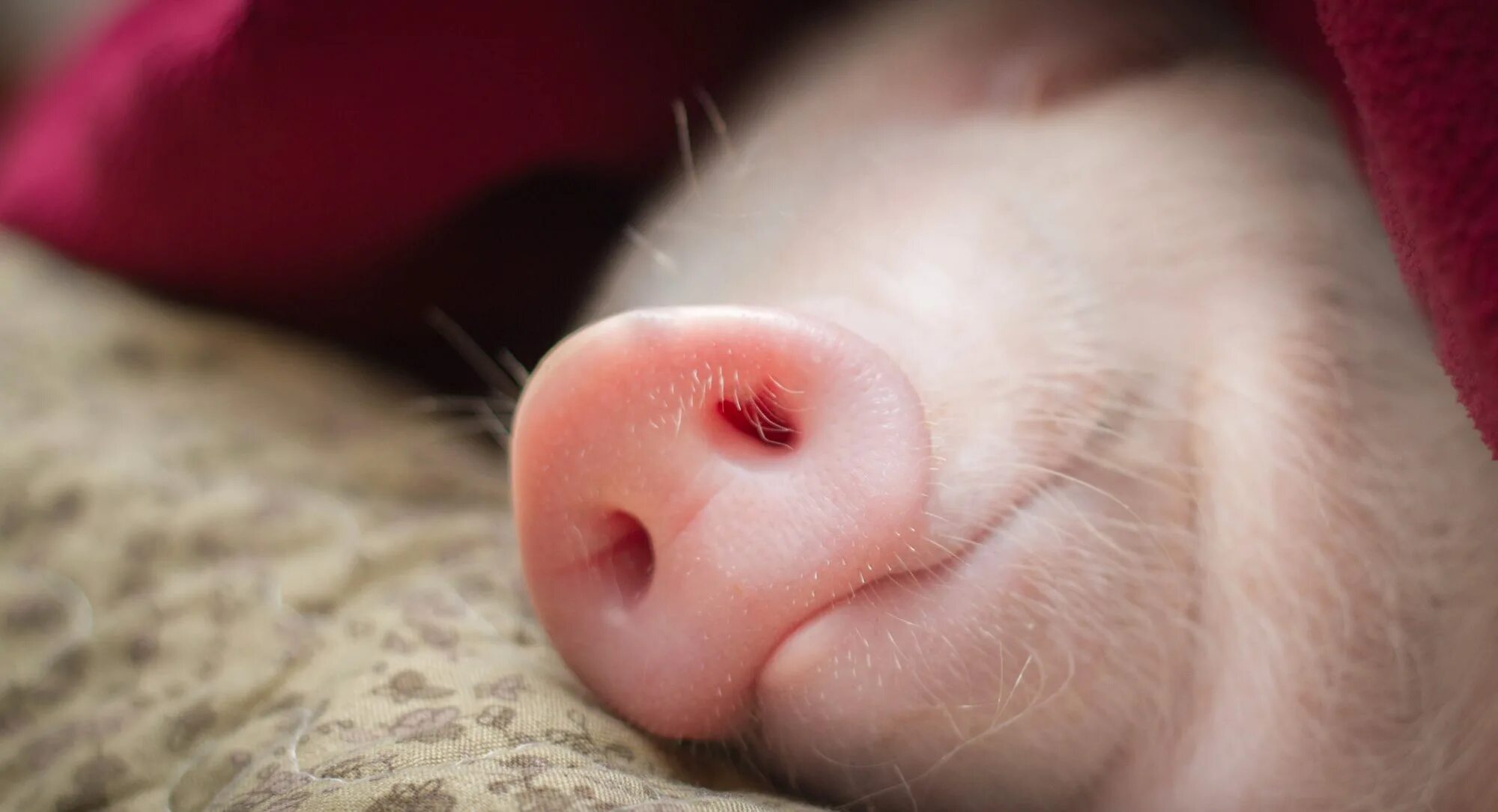 Женщины конечно умнее. Слышали когда нибудь о поросятах в одеяле. Спящие свиньи. Накрывает одеялом. Слышали когда нибудь о поросятах в одеяле.