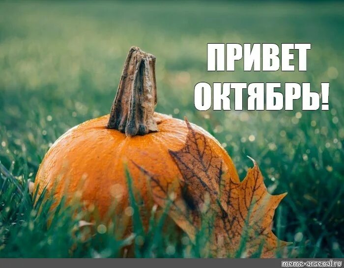 Fall meme. Привет октябрь с тыквой. Привет октябрь Мем. Октябрь Мем.