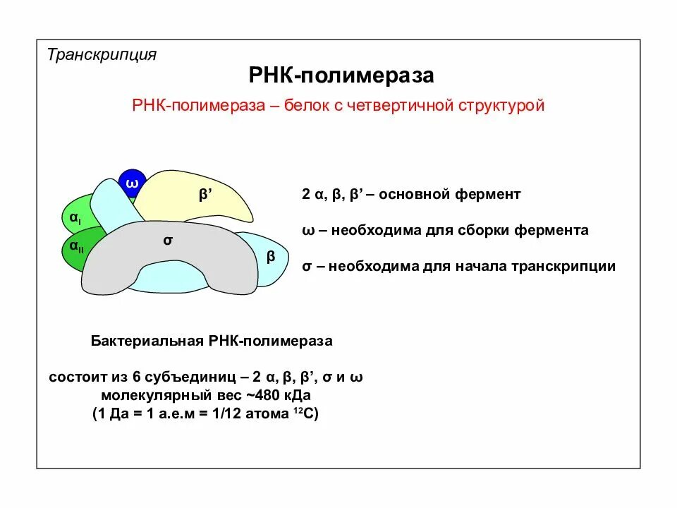 РНК полимераза прокариот структура. РНК полимераза эукариот строение. РНК полимераза прокариот строение. Роль субъединиц РНК полимеразы.