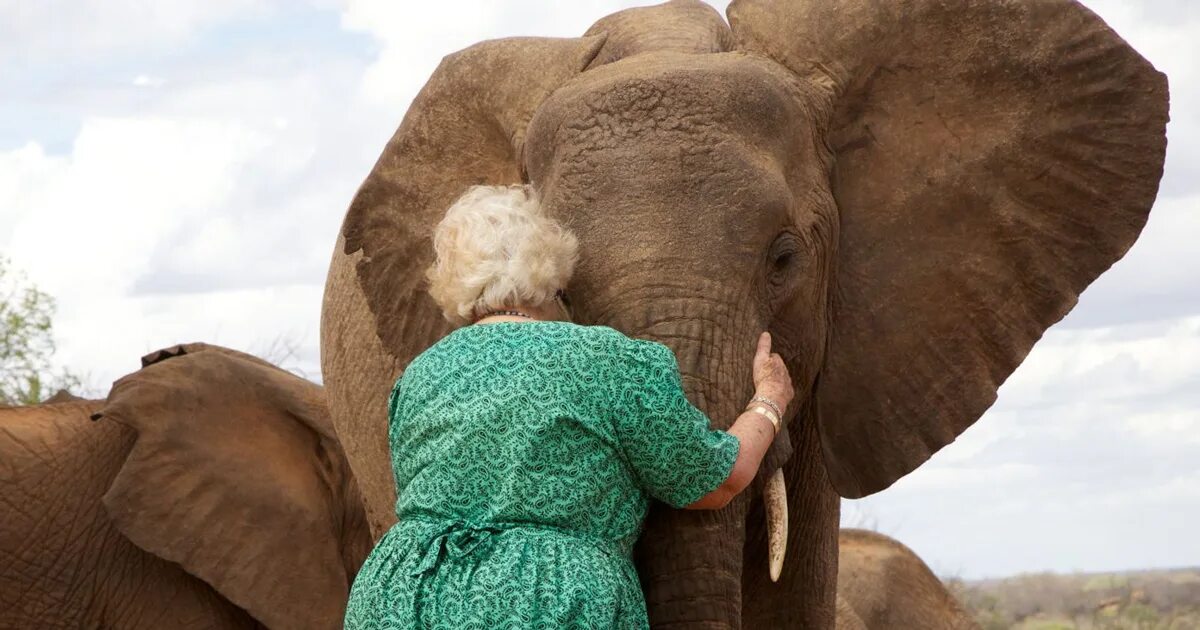 Дафна Шелдрик. Женщина слониха. Sister elephant