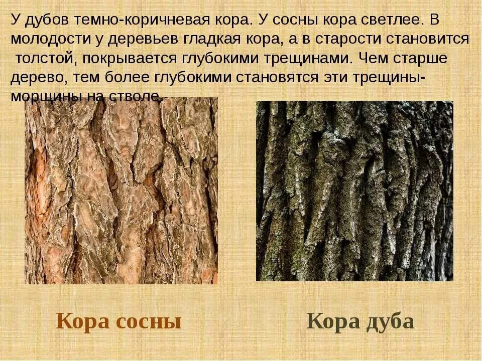 Коры деревьев разных пород.