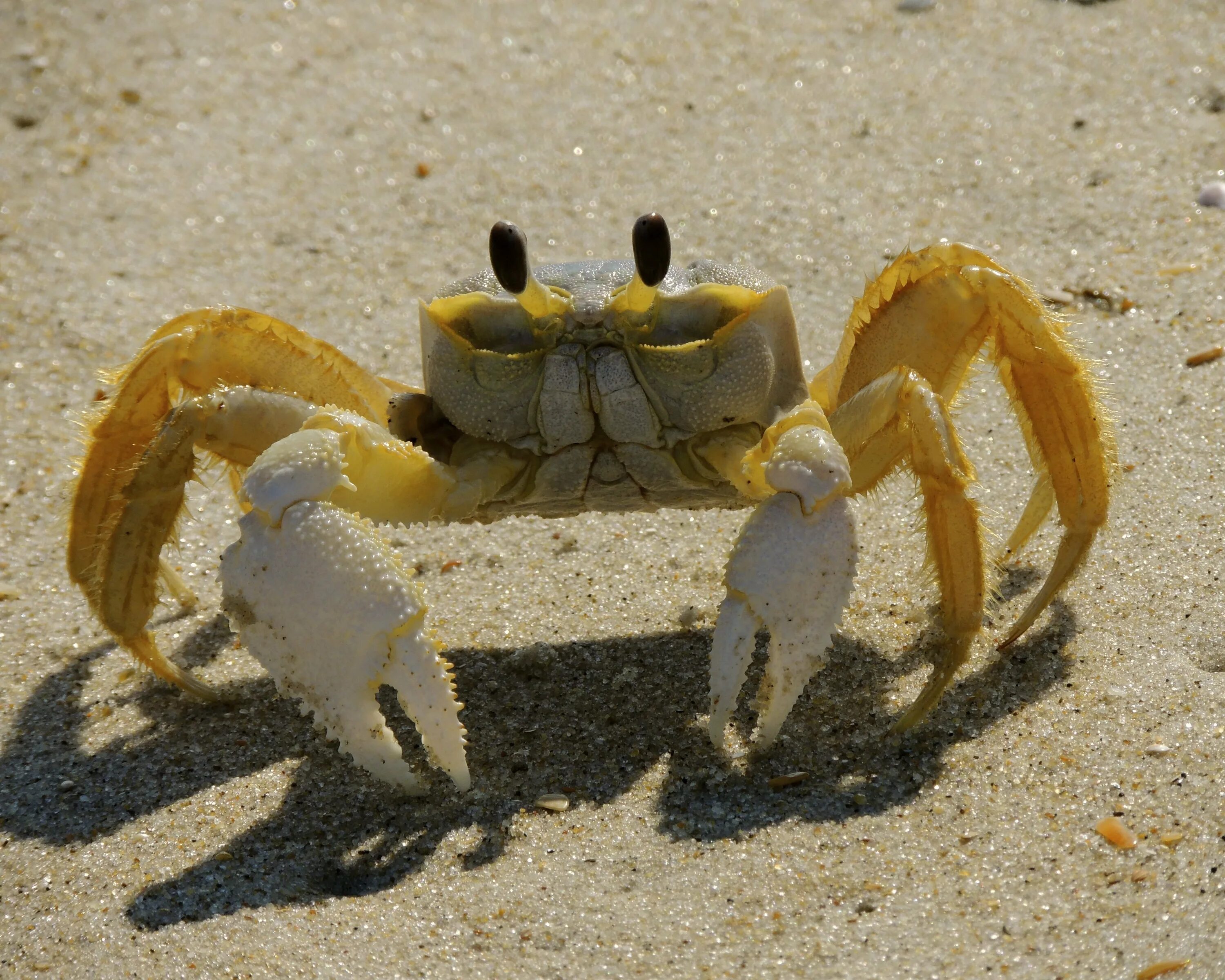 Краб белок. Атлантический краб. Животное краб вер. Бамбуковый краб животное. Beach in Crab.