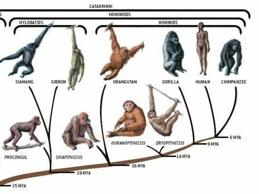 Дриопитеки общие предки. Эволюционное Древо приматов. Эволюция приматов схема. Эволюционное Древо приматов и человека. Отряд приматы классификация.