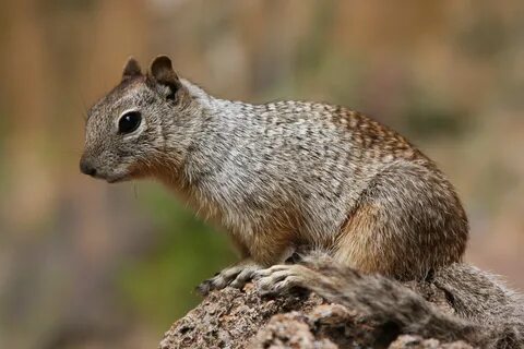 rock squirrel : Photos, Diagrams & Topos : SummitPost Млекопитающие, Ке...