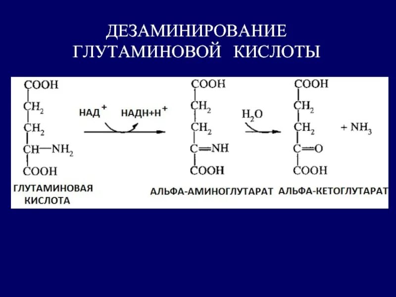 Окислительное дезаминирование. Над кислоты. Реакцию окислительного дезаминирования глутамата. Над кислоты. Яблочная кислота химические свойства.