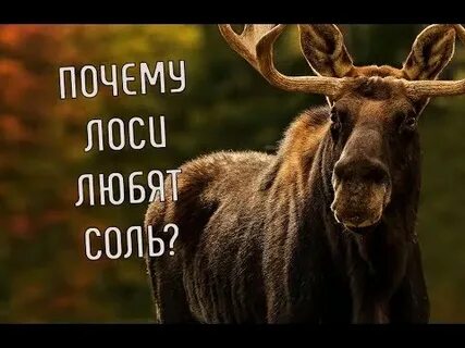 Лакомство лосей сканворд 5