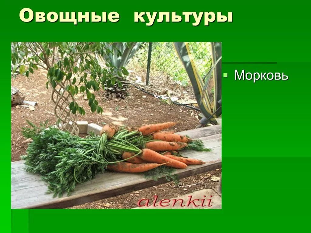 Овощная культура морковь. Морковь для презентации. Культурное растение морковь. Слайды про морковь.